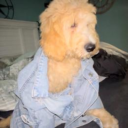 Goldendoodle Puppies from Island Doodle Co. - Goldendoodles Raised with Love