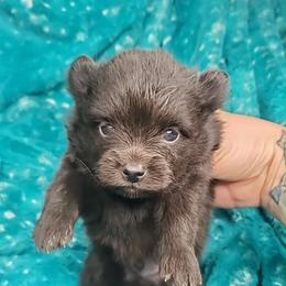 Boy 5 - Black male Pomeranian puppy in Tulsa County, Oklahoma from CP Kennels