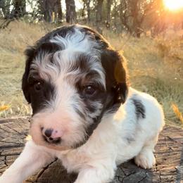 Sage - Phantom male Goldendoodle puppy in Redding, California from O’Hara  Doodles