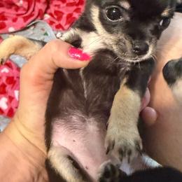 Akc girl 1 - Black and tan female Chihuahua puppy in Anoka, Minnesota from Anoka County MN AKC Chihuahuas