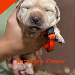 Orange - Yellow female Labrador Retriever puppy in Wilson’s, Virginia from Cedar Hill Farm Labradors