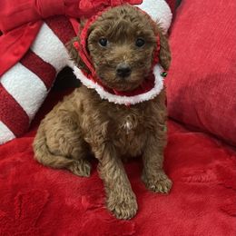 Elizabeth - Red  female Goldendoodle puppy in The Woodlands, Texas from Gracie's Goldendoodles and Bernedoodles