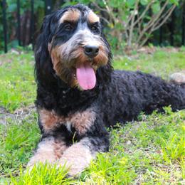 Rocket - Australian Labradoodle