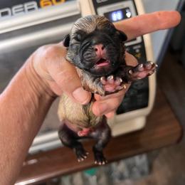 Boy 1 - Fawn male Pug puppy in Checotah, Oklahoma from Baxter Family Pugs
