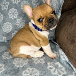 Boy 4 - Fawn and white French Bulldog puppy in The Dalles, Oregon from RC French Bulldogs