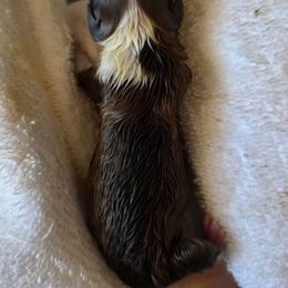 Chestnut - Sable and white male Shetland Sheepdog puppy in Seminole, Oklahoma from Symphony Shelties