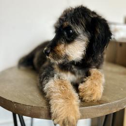 Cosmo - male Golden Mountain Doodle puppy in Twin Falls, Idaho from Burrow & Bone