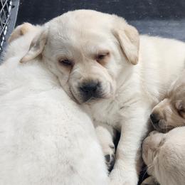 Labrador Retrievers from Auglaize River Retrievers