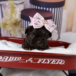 Mercedes - Liver female Shih Tzu puppy in Columbia, Kentucky from Lisa Bandy Shih Tzu
