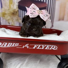 Mercedes - Liver female Shih Tzu puppy in Columbia, Kentucky from Lisa Bandy Shih Tzu