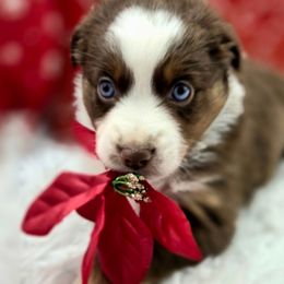 (Peanut) Blossom - female Toy Australian Shepherd puppy in Viking, Minnesota from Son Shine Farm