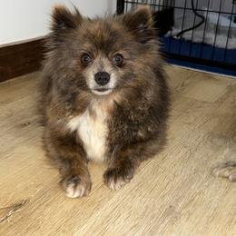 Momma - Pomeranian
