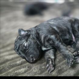 Orian - Gray and black male Keeshond puppy in Logan, Ohio from Hocking Hills Keeshonds