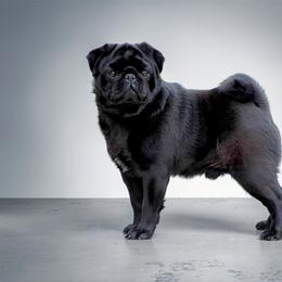 Hendrix - Pug
