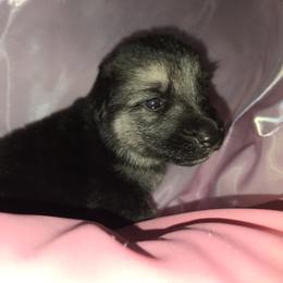 Shiloh Shepherd Puppies from Heritage Shilohs