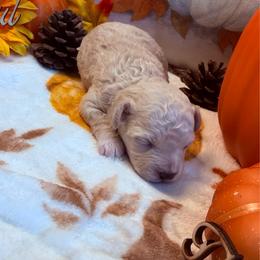 Sandy - Apricot female Maltipoo puppy in Scott, Arkansas from Legacy's Litters