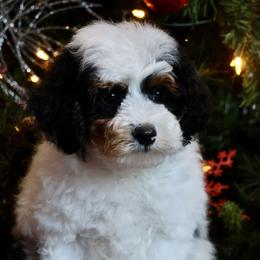 Bernedoodle and Cavapoo Puppies from Lawler’s Legacy Litters