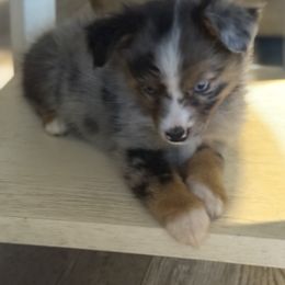Miniature American Shepherd Puppies from Sonya Young