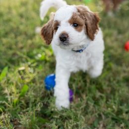Boy 1 - Parti Goldendoodle puppy in Nevada from Down Country Doodles
