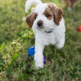 Boy 1 - Parti Goldendoodle puppy in Nevada from Down Country Doodles