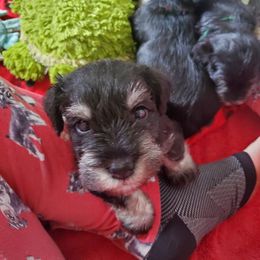 Miniature Schnauzer Puppies from Nature's Nook