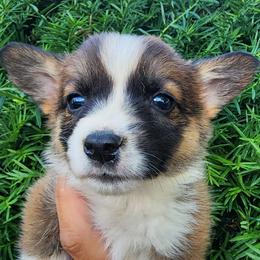 Fern - Sable female Pembroke Welsh Corgi puppy in Sidney, Ohio from Cozy Corgi Ranch