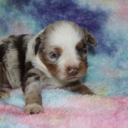 Ryder - Red merle male Miniature Australian Shepherd puppy in Paris, Texas from Kuttin’ Up Mini Aussies