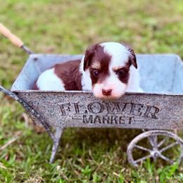 Vienna - Brown and white female Aussiedoodle puppy in Dunn, North Carolina from Sandy Creek Kennels