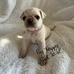 Girl 1 - female Pug puppy in Scottsdale, Arizona from Pug Happy
