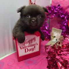 Midwest Mini Charity - Brown female Mi-Ki puppy in Clearwater, Kansas from Midwest Mini Mi-kis