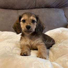 Etta - Cream female Dachshund puppy in Jonesboro, Illinois from Twin Hills Dachshunds