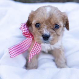 Blue - Cream male Cavapoo puppy in Northport, Alabama from Alex Camp