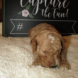 Goldendoodle and Poodle Puppies from David & Patricia Elliott