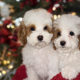Assorted Doodle Crosses and Goldendoodles from Backcountry Doodles