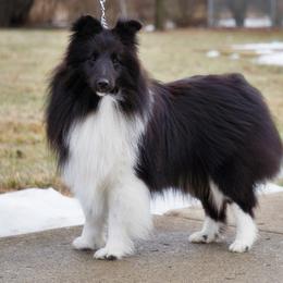 Dillon - Shetland Sheepdog
