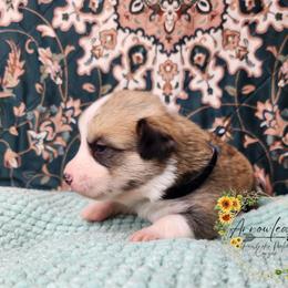 Charcoal DM CLEAR - Sable male Pembroke Welsh Corgi puppy in Idaho from Arrowleaf Corgis