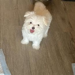 Pink - White female Maltese puppy in Hawthorne, California from B&O Maltese
