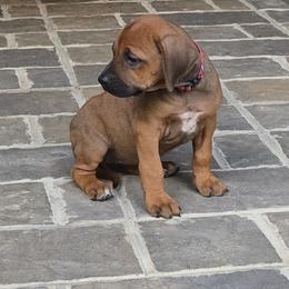 Joy - Rd whtn blk nose female Rhodesian Ridgeback puppy in Gaffney, South Carolina from Circle D Farms