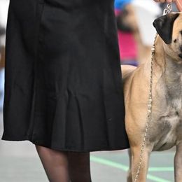 Bullmastiffs from Mearas Bullmastiffs