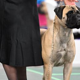 Bullmastiffs from Mearas Bullmastiffs
