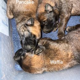 Croissant - Fawn sable male Belgian Malinois puppy in Briggs, Texas from Madhouse’s Belgian Malinois and German Shepherds