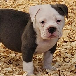 Tortellini - Brindle male Bulldog puppy in Washington from Sun City Campeiro Bulldogs