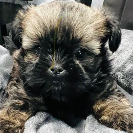 Brownie - Brindle male Shih Tzu puppy in Winston Salem, North Carolina from Jay&Ray Shih Tzu’s