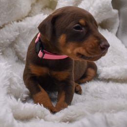 Light Pink - Red and rust female Doberman Pinscher puppy in Lafayette, Louisiana from Indah Lux Dobermans