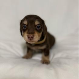 Juan - Chocolate and cream male Dachshund puppy in Fort Gibson, Oklahoma from Cooper’s Dachshunds