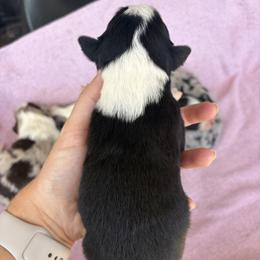 Boy 3 - Tri-color male Border Collie puppy in Binger, Oklahoma from JM Cattle Co