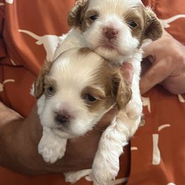 Cavapoo and Shihpoo Puppies from Haus of Doodles