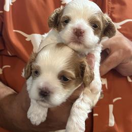 Cavapoo and Shihpoo Puppies from Haus of Doodles