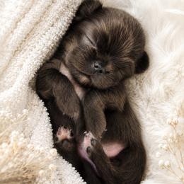Chihuahua puppies from Lisa's Chihuahuas
