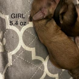 Girl 1 - Sable female Dachshund puppy in Easley, South Carolina from Castle Hill Doxies, LLC